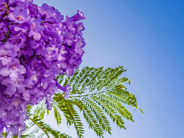 Master HSP coach course image