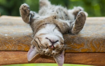 Kleurlichtmassage – extra