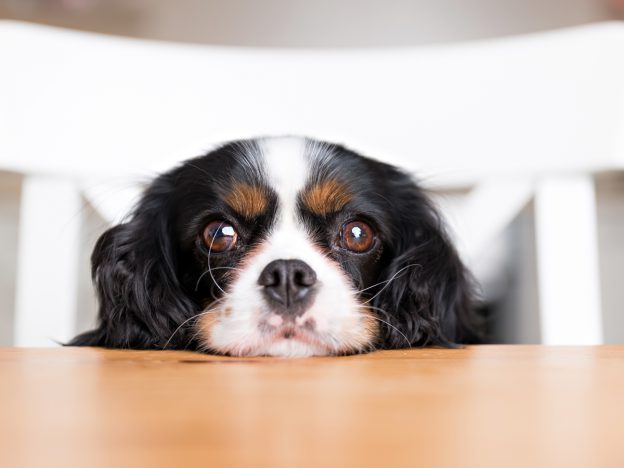 Omgaan met HSP en Indigo course image