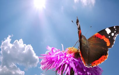 Erkende HSP coach opleiding