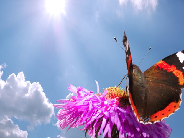 Erkende HSP coach opleiding course image