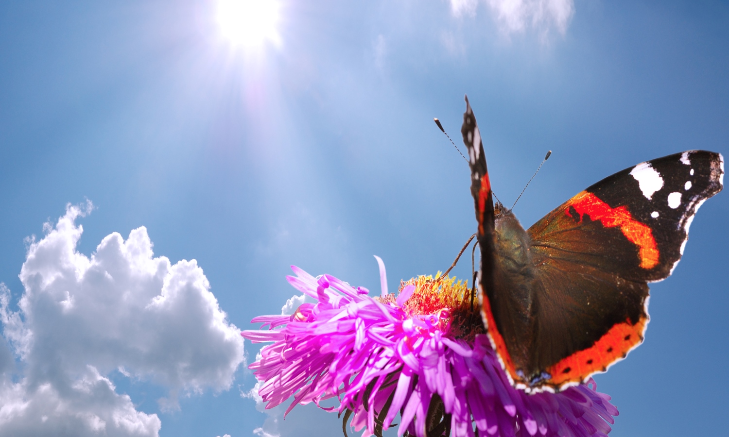 Erkende HSP coach opleiding