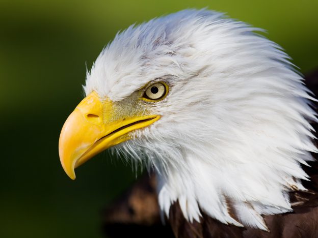 Helder Waarnemen course image