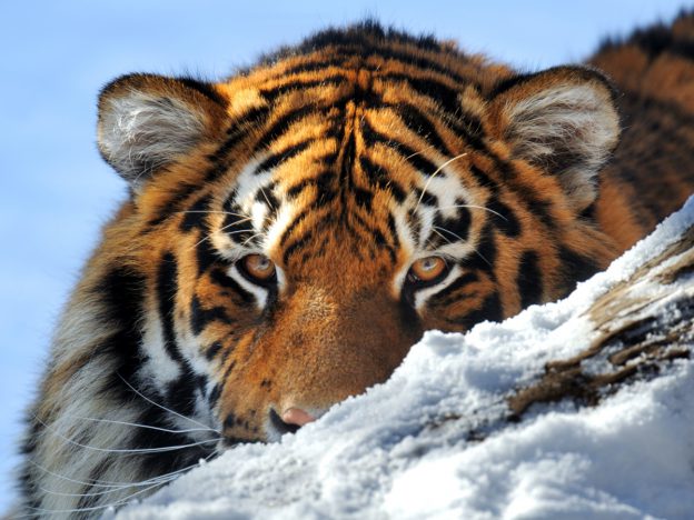 Trauma PRO course image